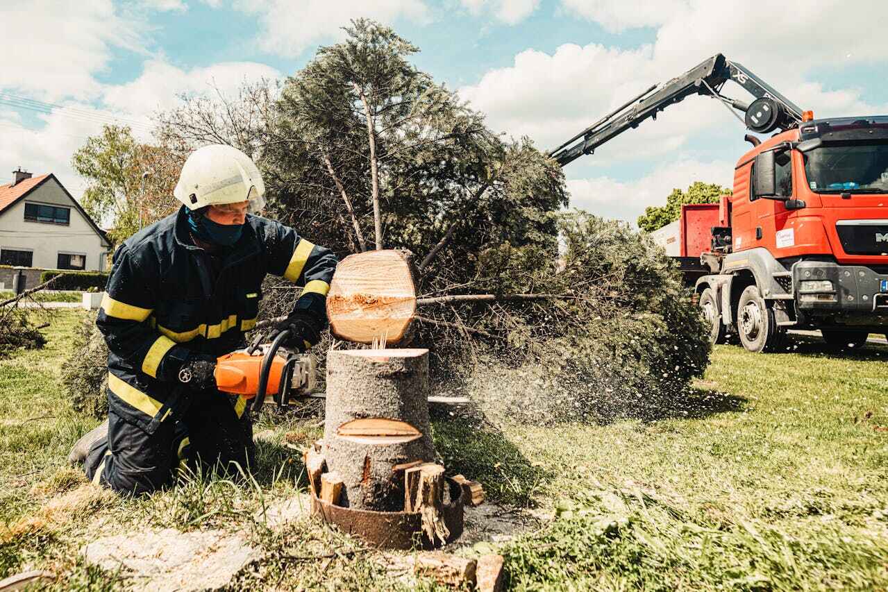 Tree Removal for Businesses in Penngrove, CA